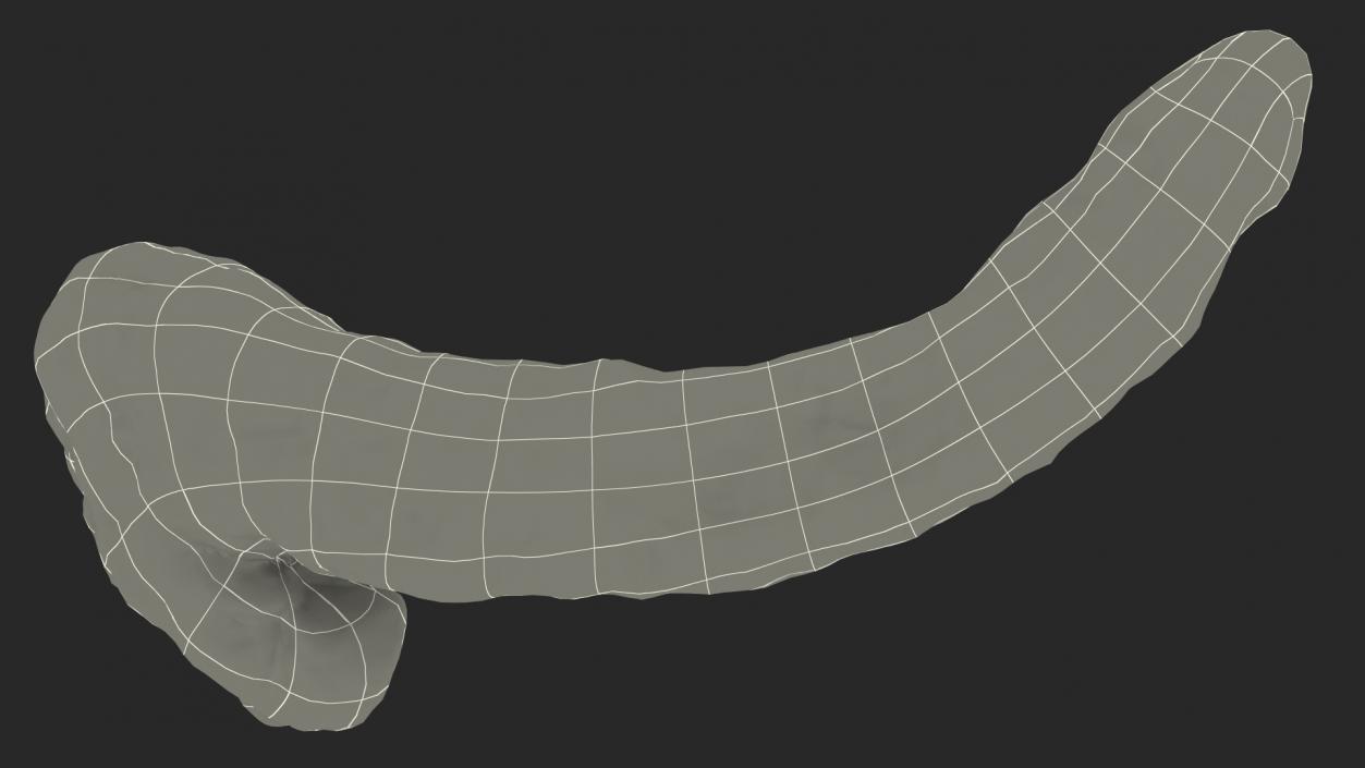 Human Pancreas 3D model