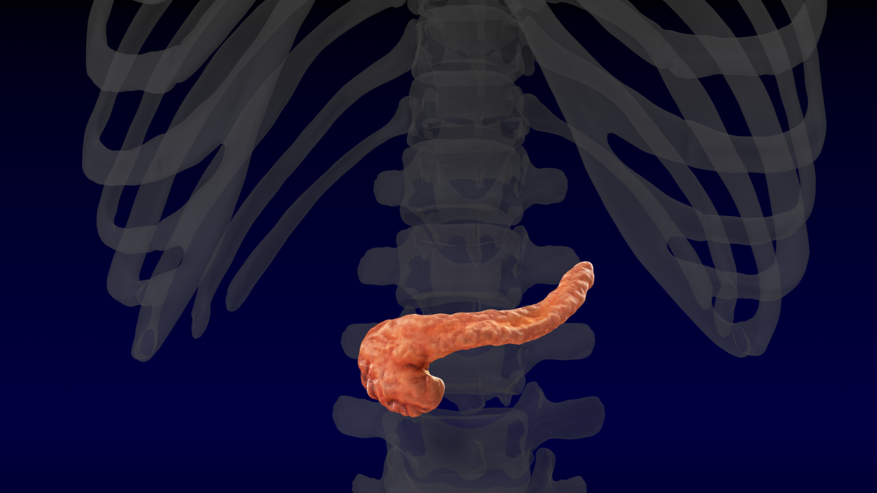 Human Pancreas 3D model