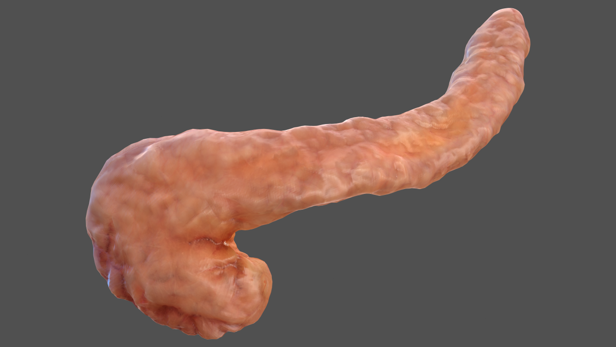 Human Pancreas 3D model