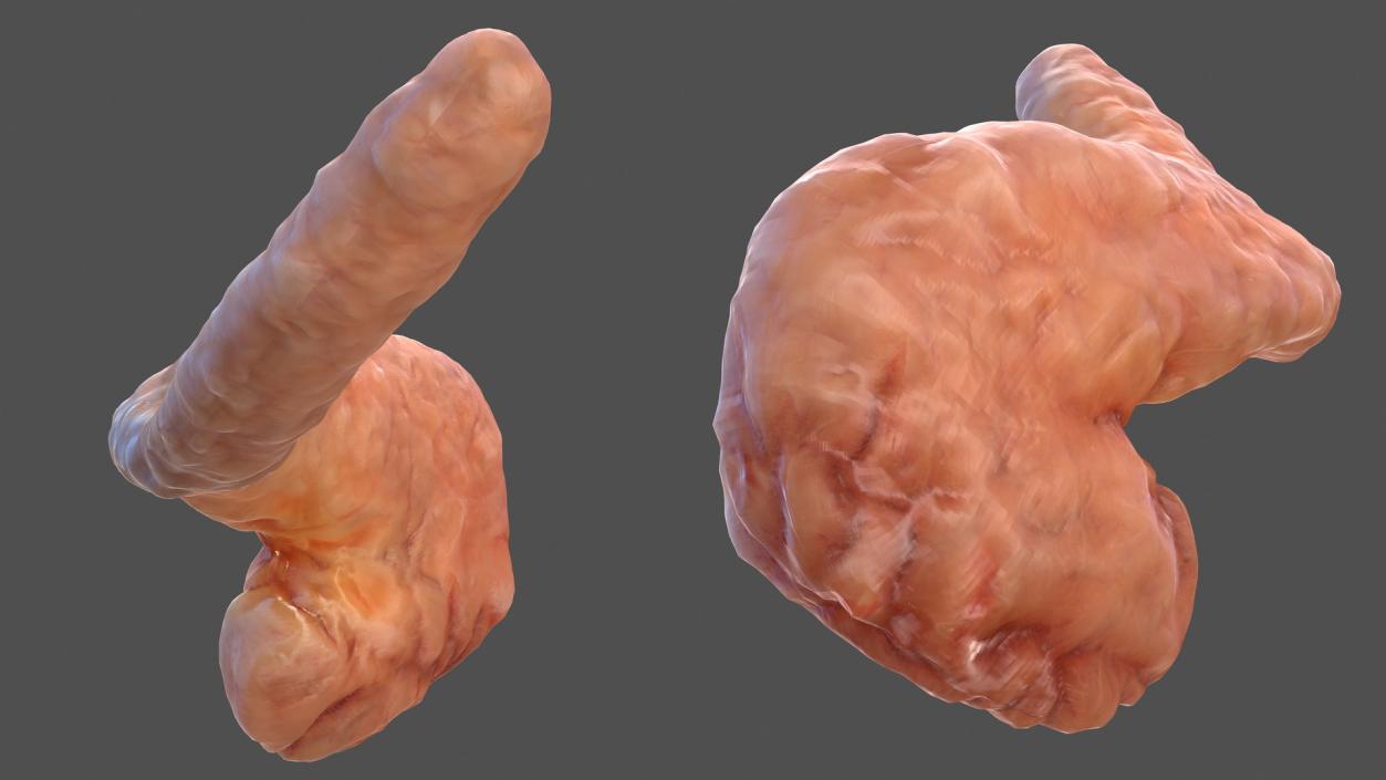 Human Pancreas 3D model