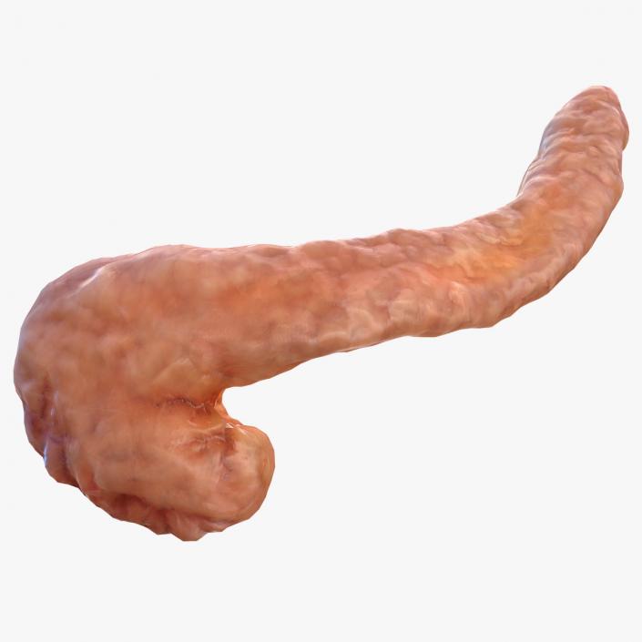 Human Pancreas 3D model