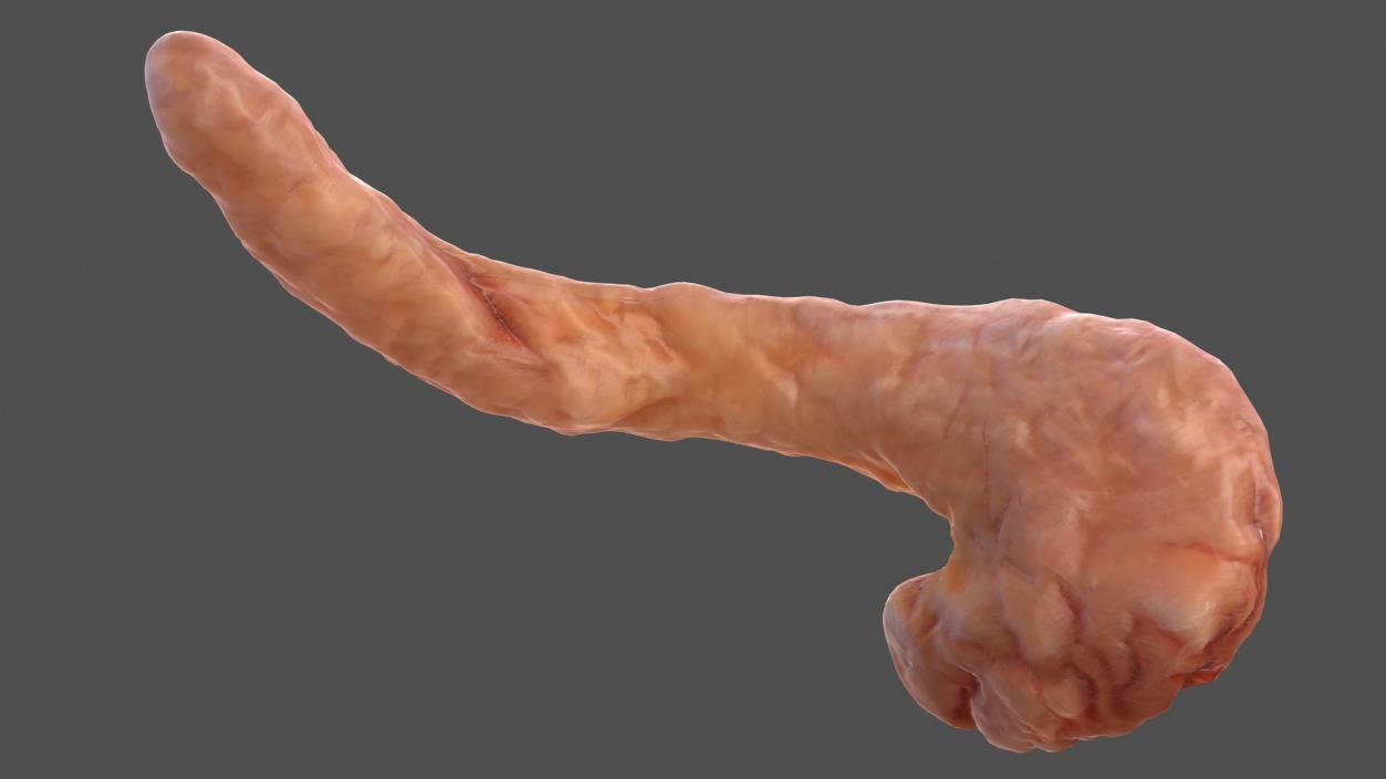 Human Pancreas 3D model