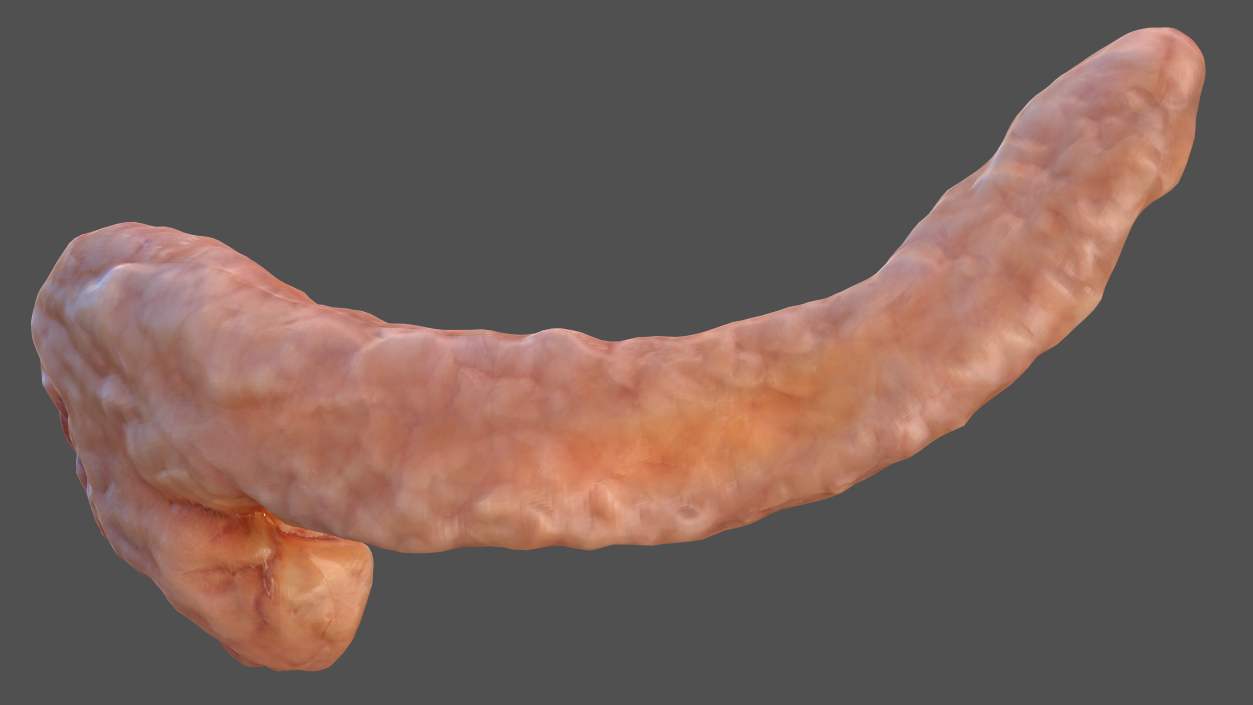 Human Pancreas 3D model