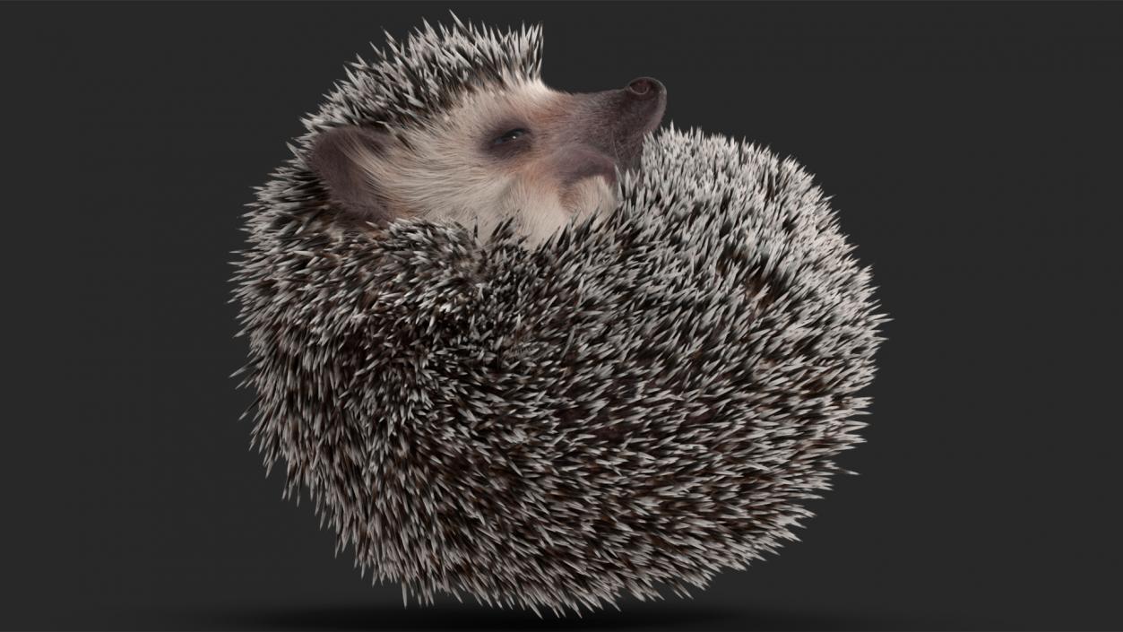 White Sleeping Hedgehog Fur 3D