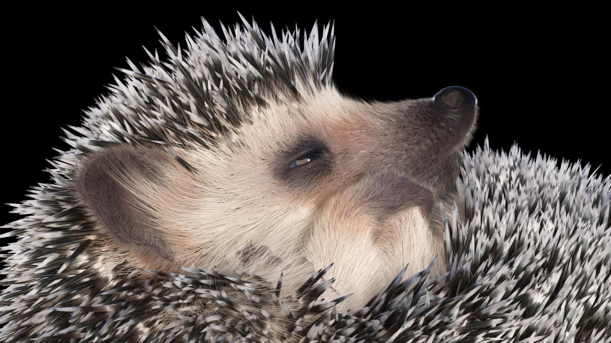 White Sleeping Hedgehog Fur 3D