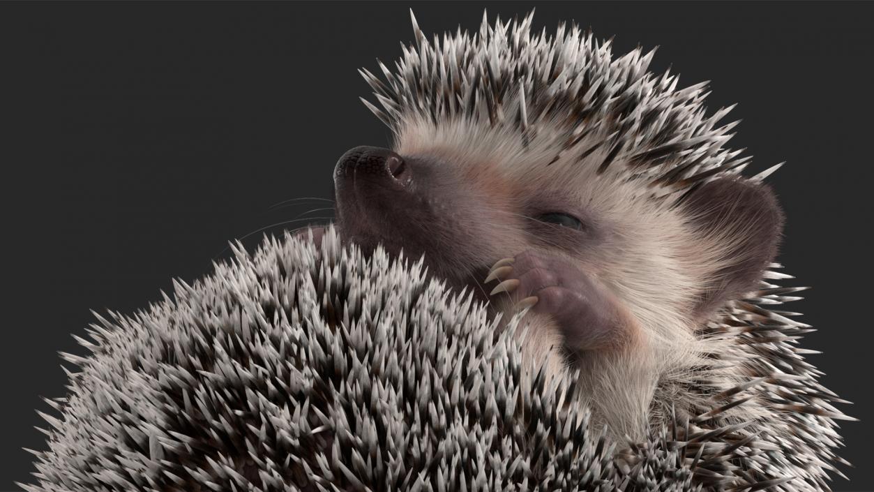 White Sleeping Hedgehog Fur 3D