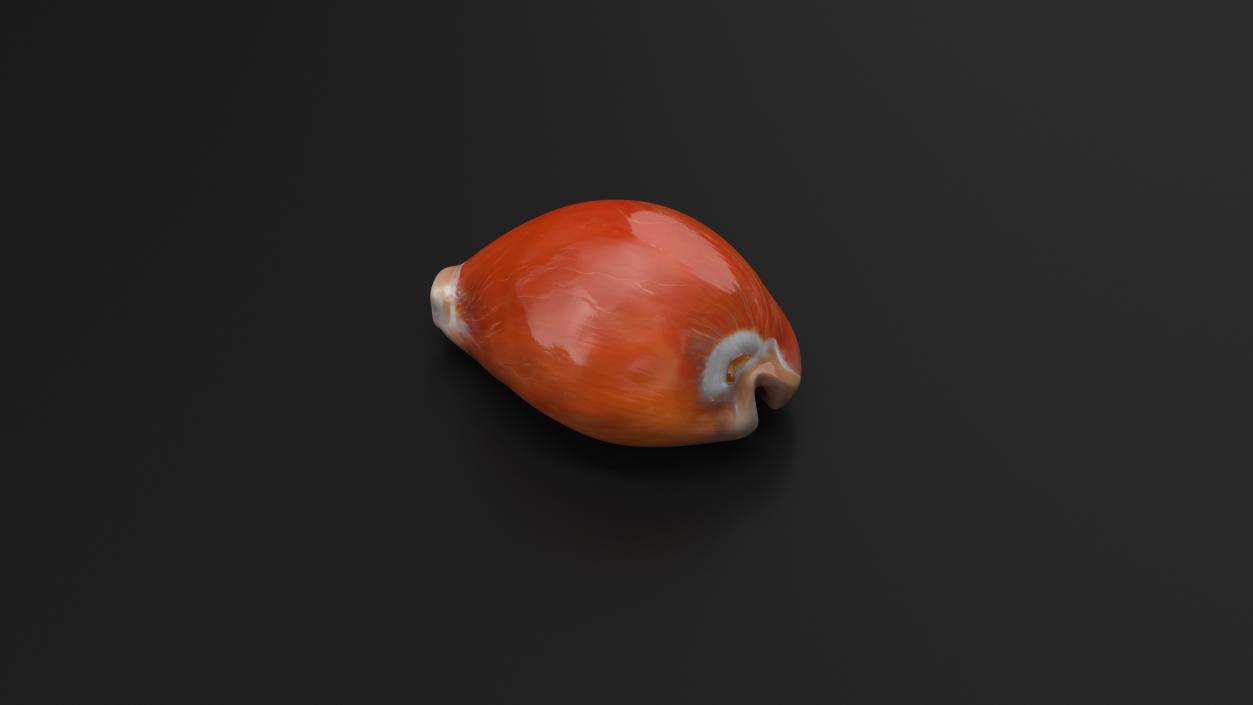 Golden Cowrie Shell 3D model