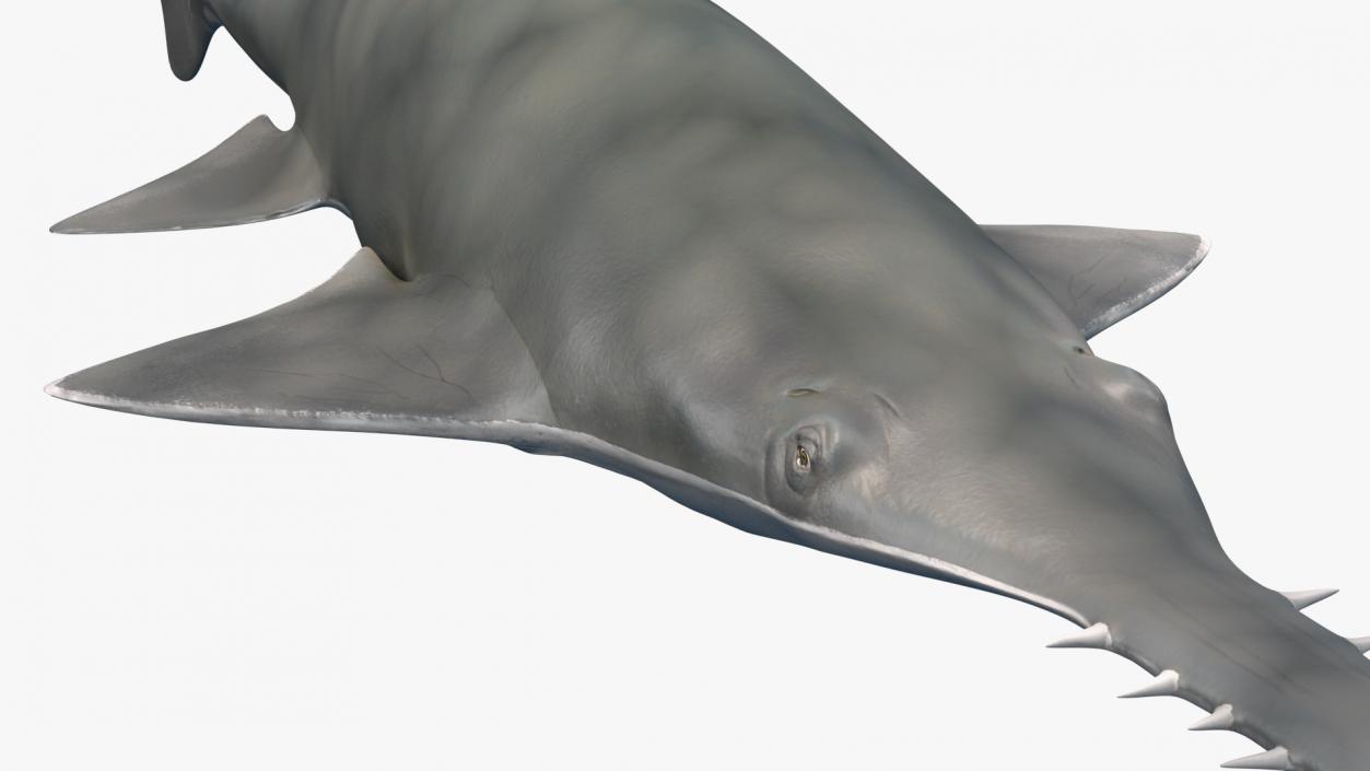 Sawfish 3D model