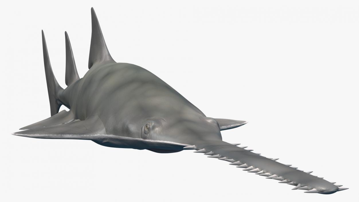 Sawfish 3D model