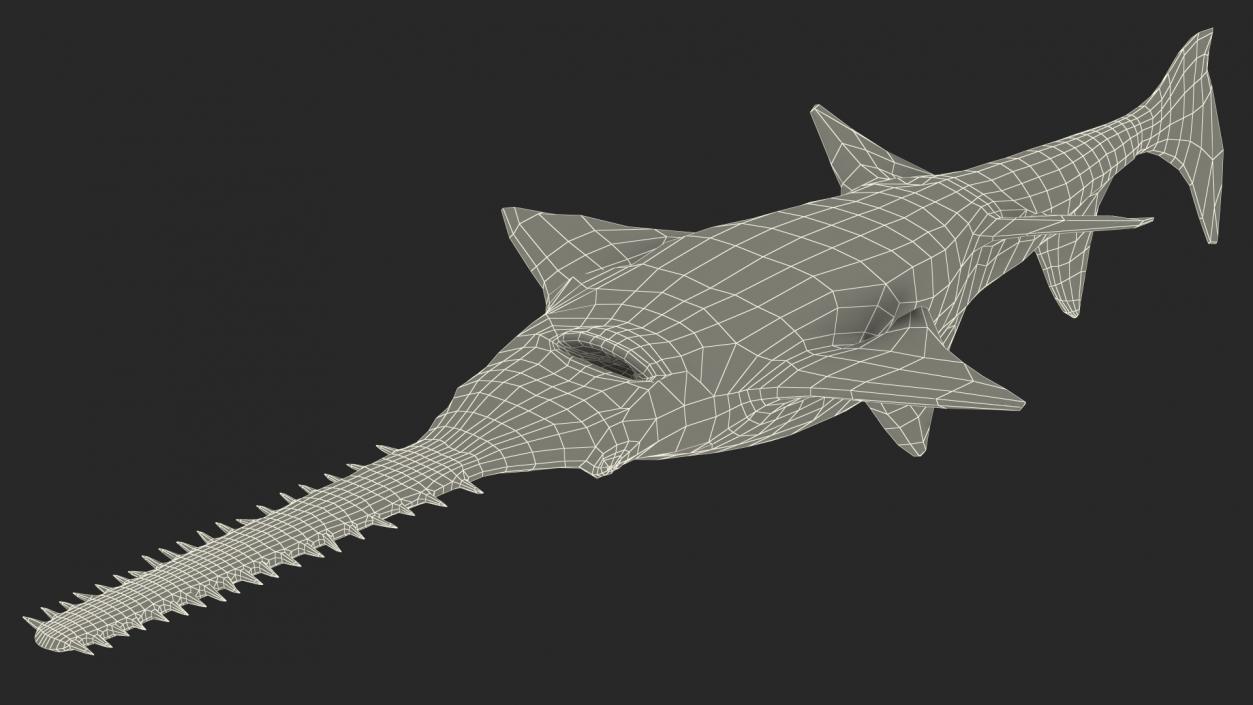 Sawfish 3D model