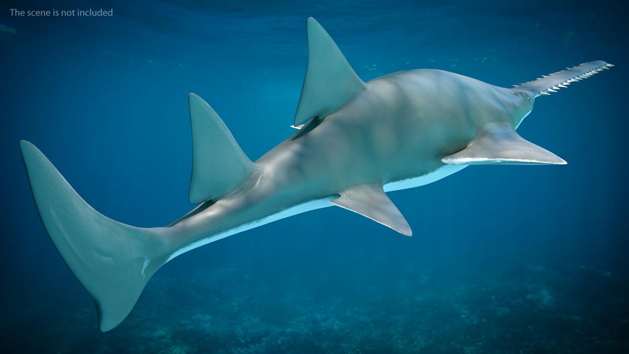 Sawfish 3D model