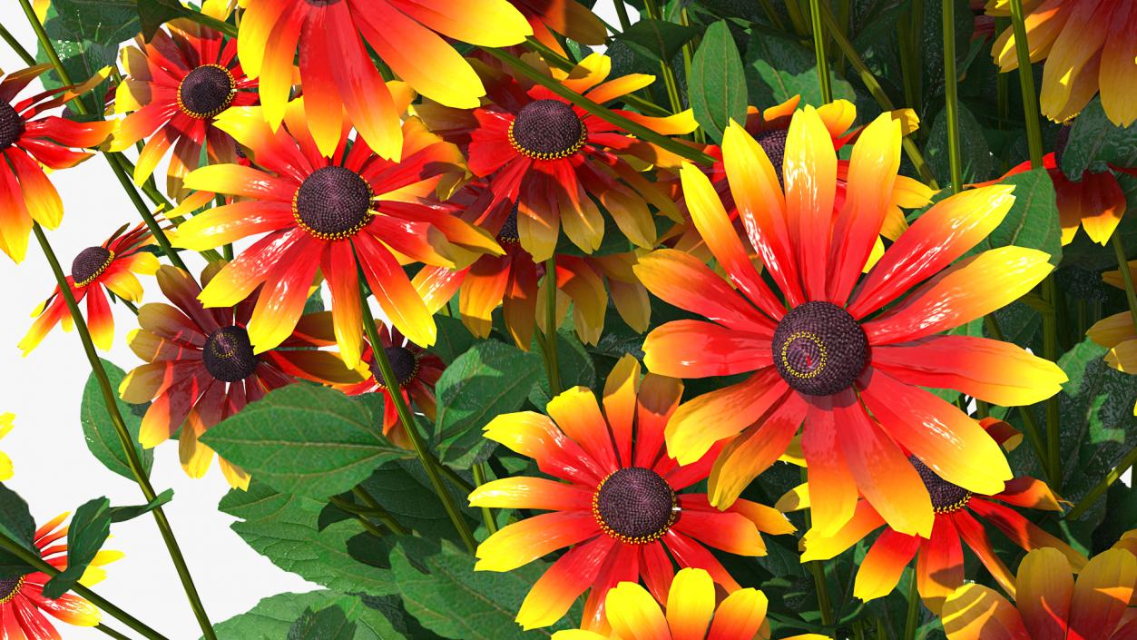 Black Eyed Susan Rudbeckia Hirta Orange 3D model