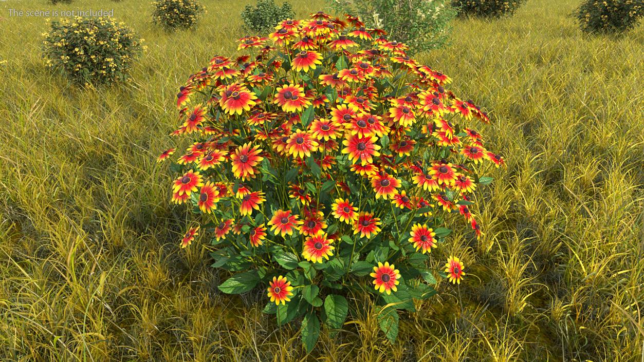 Black Eyed Susan Rudbeckia Hirta Orange 3D model