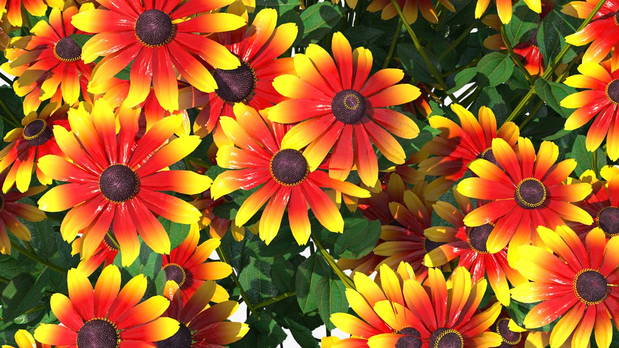 Black Eyed Susan Rudbeckia Hirta Orange 3D model