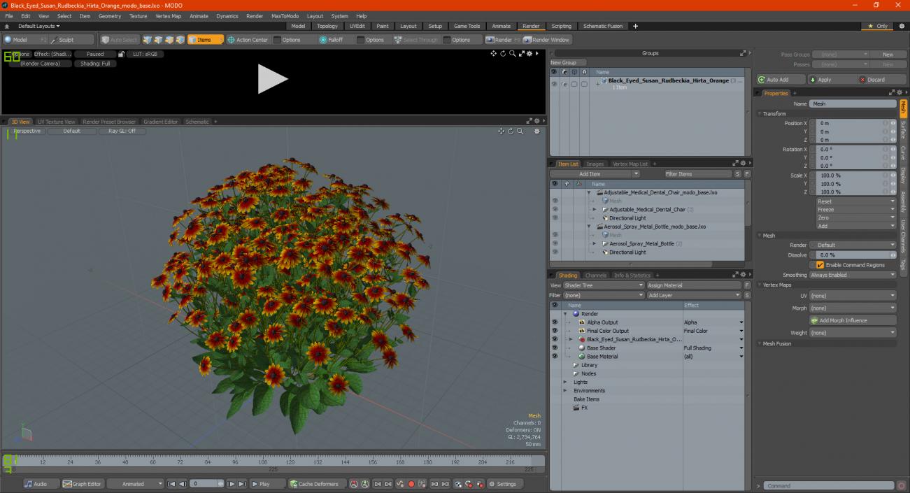 Black Eyed Susan Rudbeckia Hirta Orange 3D model