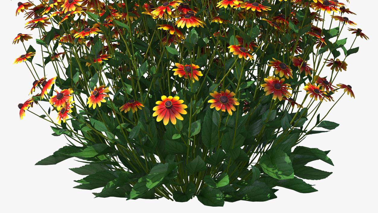 Black Eyed Susan Rudbeckia Hirta Orange 3D model