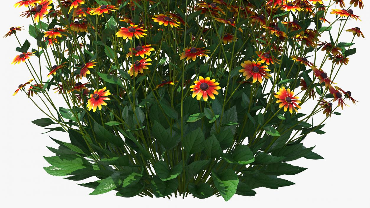 Black Eyed Susan Rudbeckia Hirta Orange 3D model