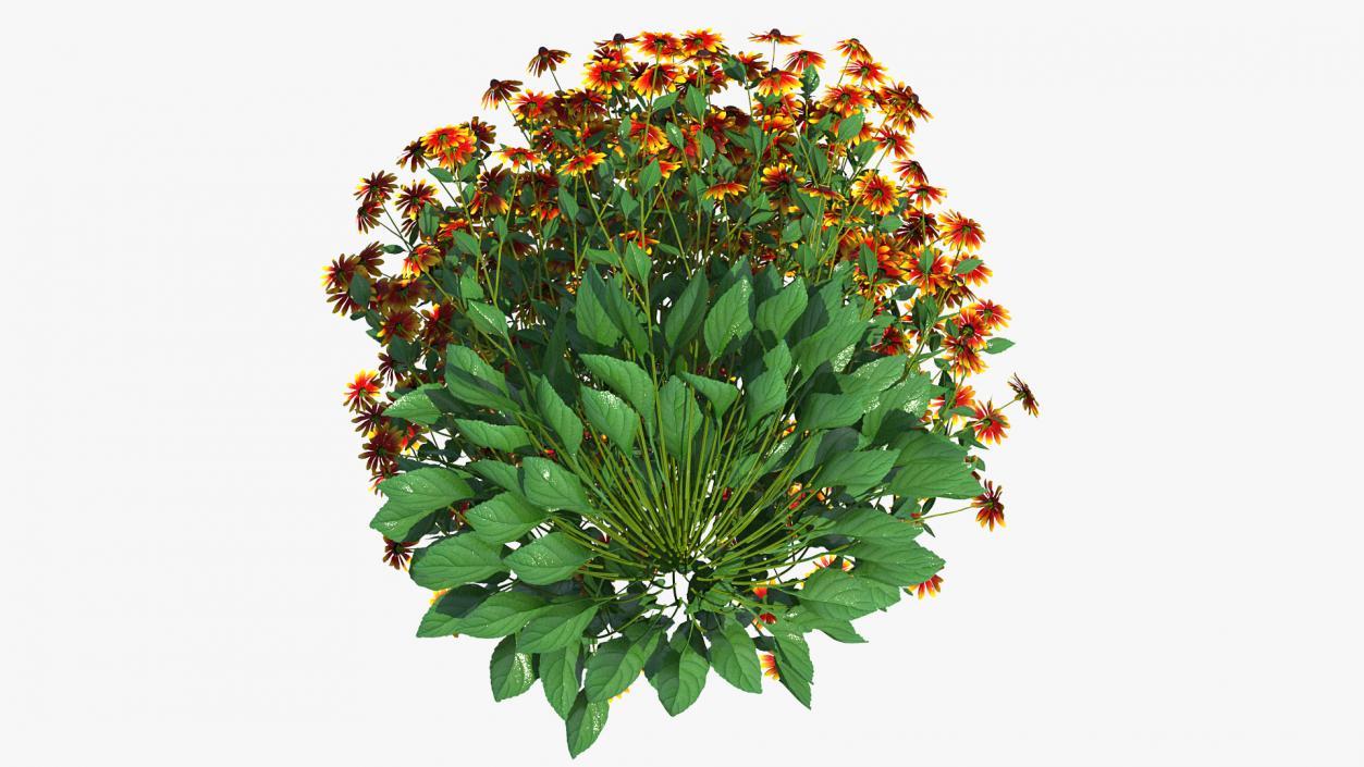 Black Eyed Susan Rudbeckia Hirta Orange 3D model