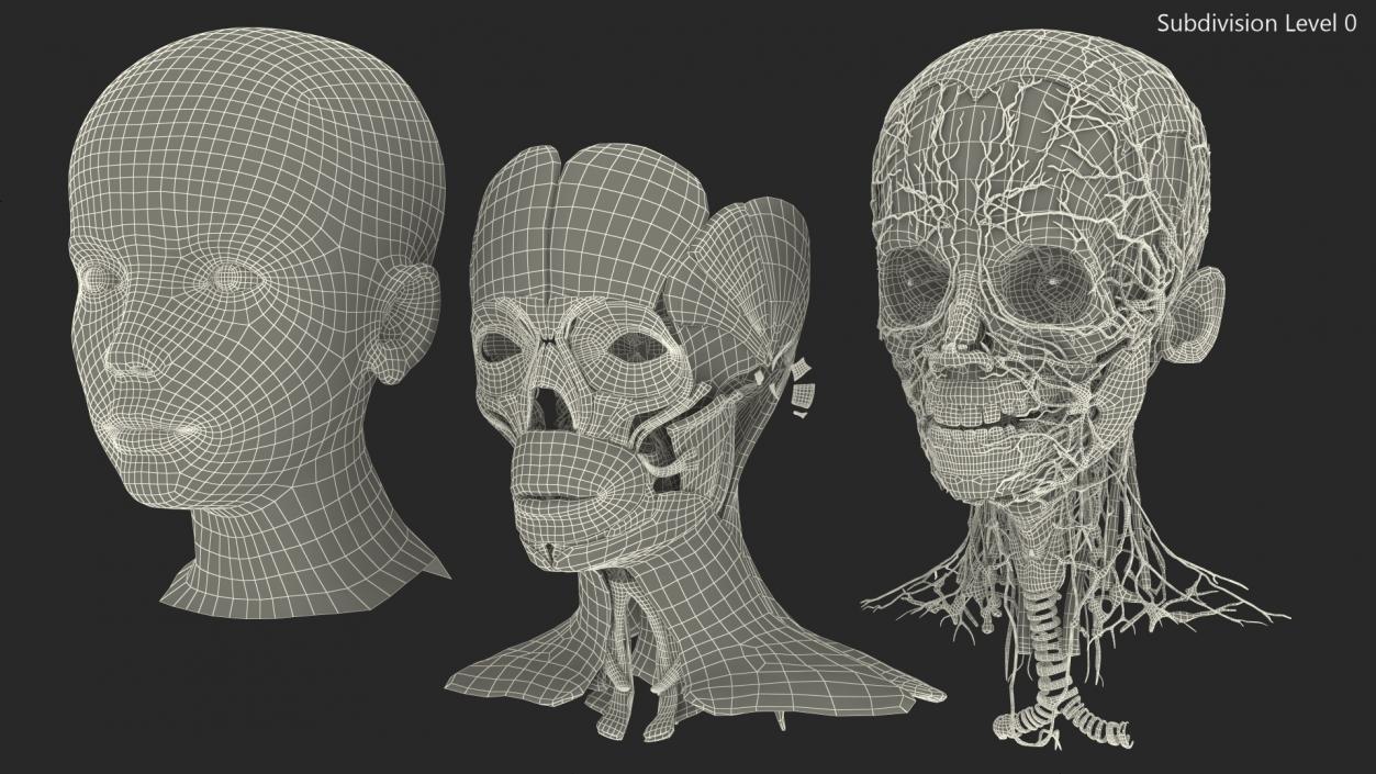 Girl Head Anatomy 3D