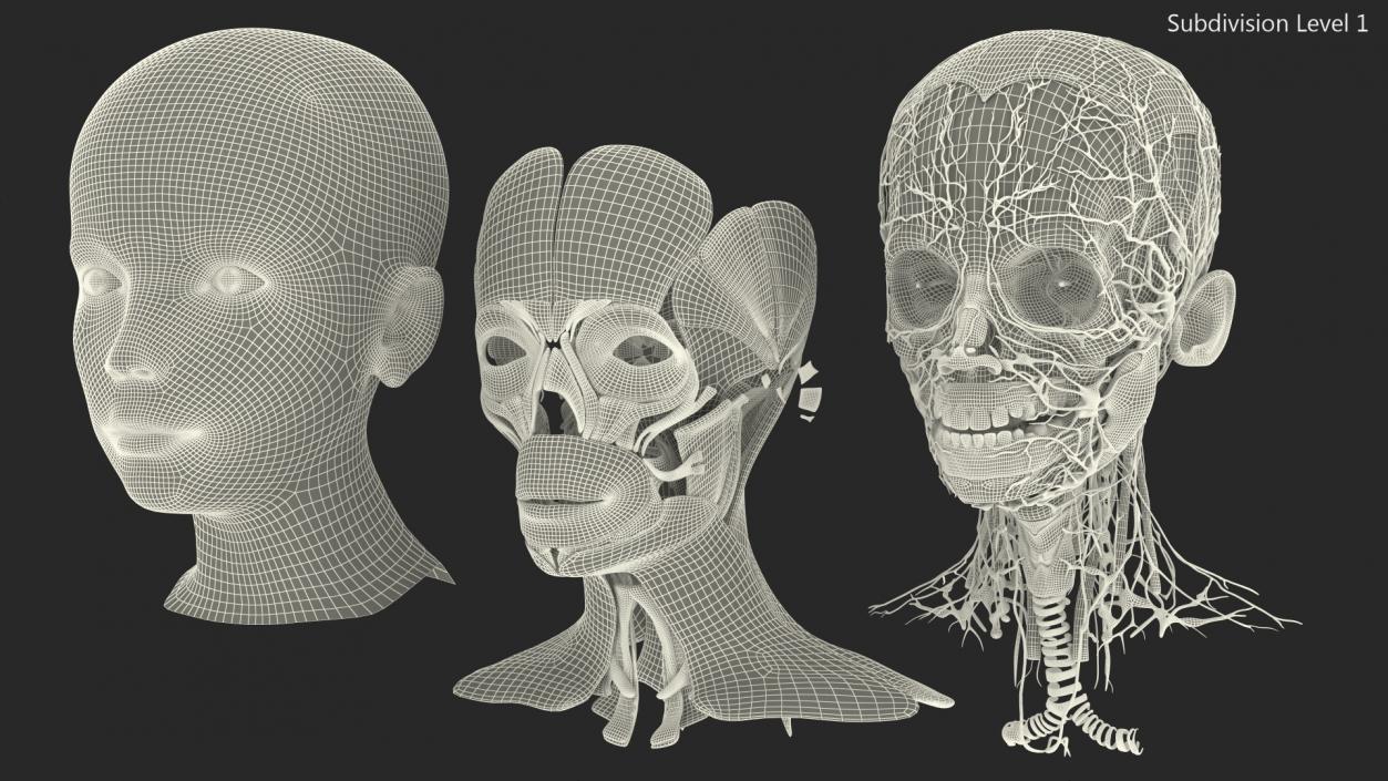 Girl Head Anatomy 3D