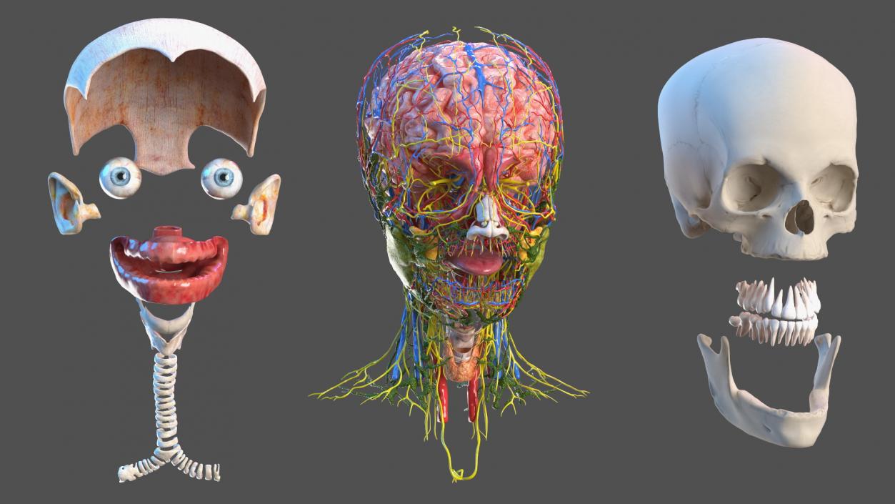 Girl Head Anatomy 3D