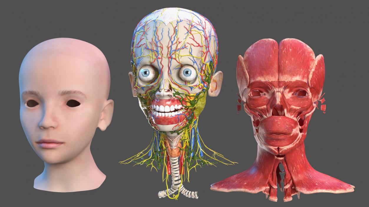 Girl Head Anatomy 3D