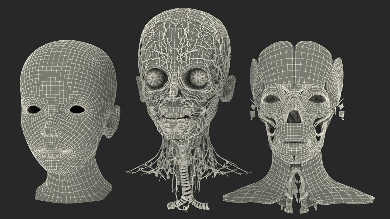 Girl Head Anatomy 3D