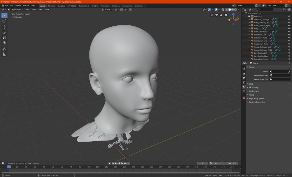 Girl Head Anatomy 3D