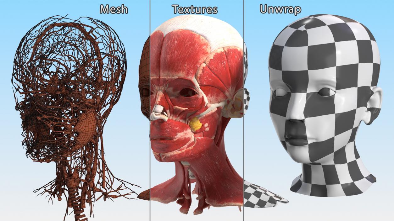 Girl Head Anatomy 3D