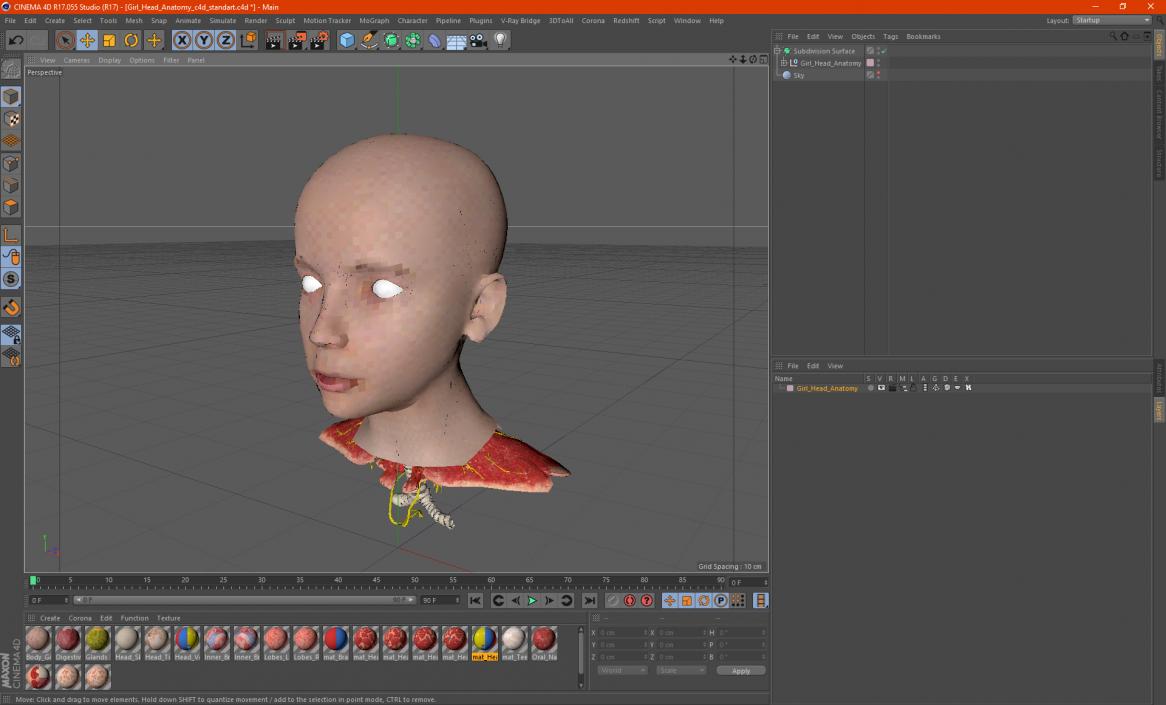 Girl Head Anatomy 3D