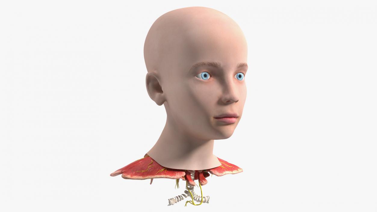 Girl Head Anatomy 3D