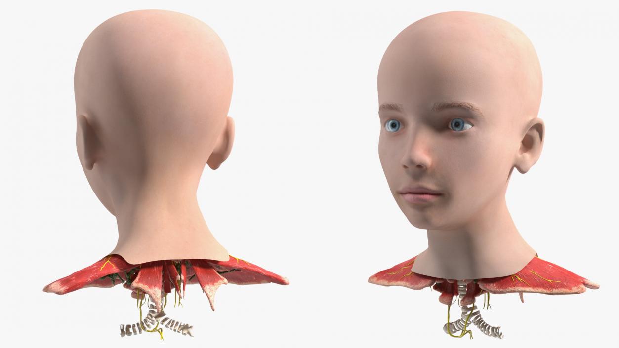 Girl Head Anatomy 3D