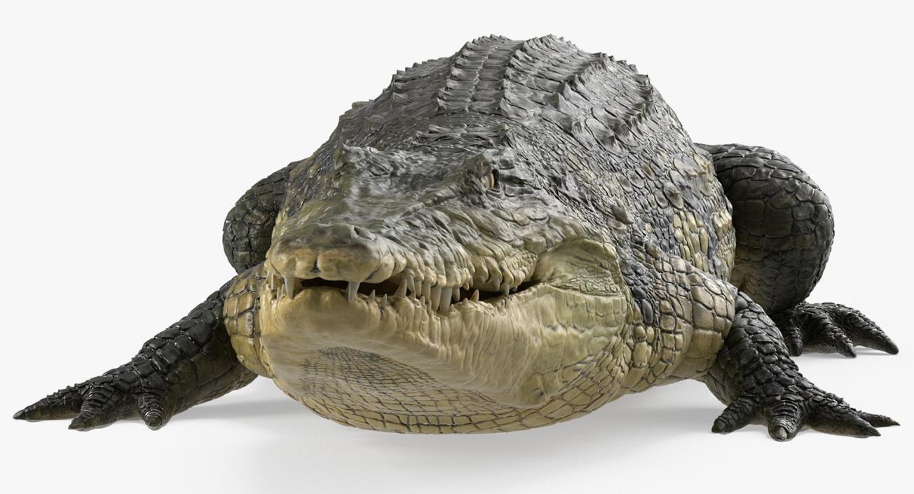 3D Rigged Crocodiles Collection model