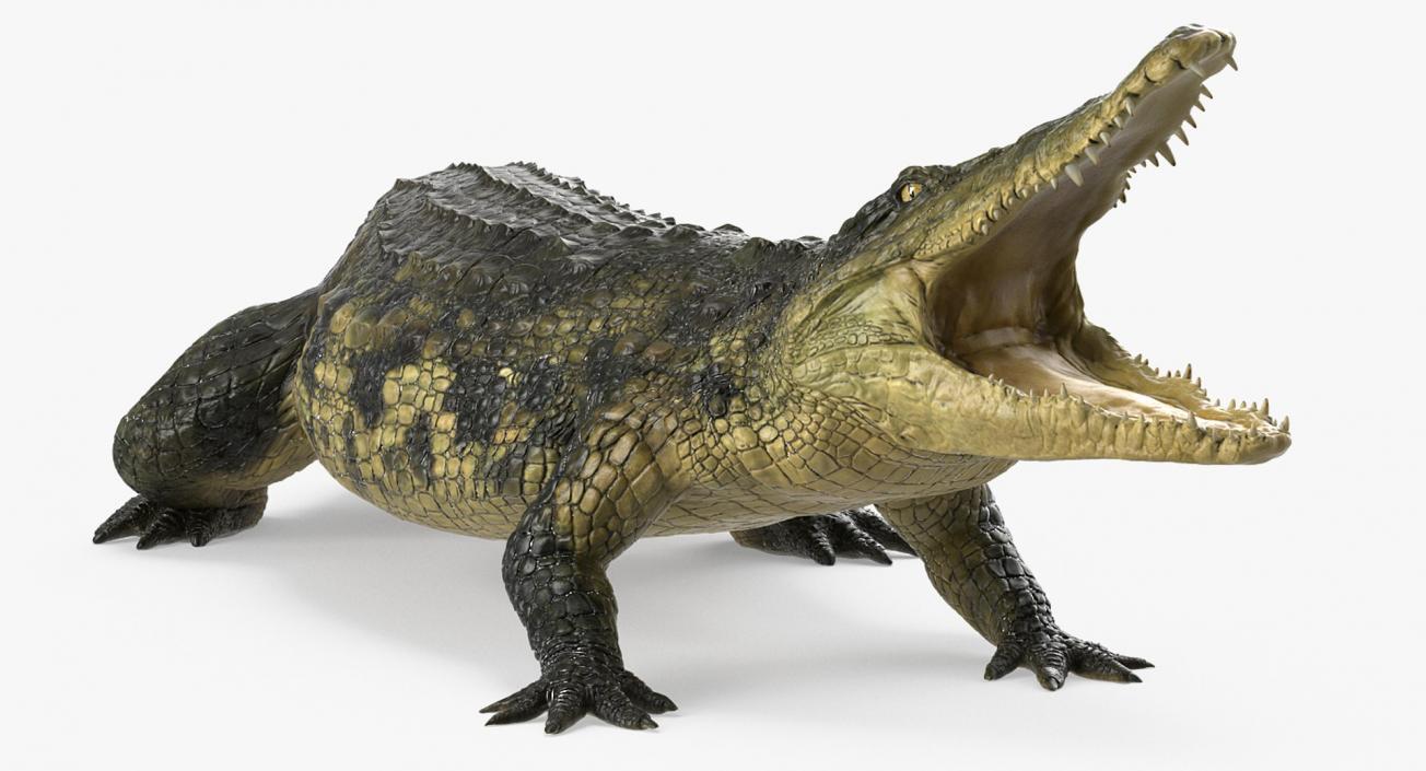 3D Rigged Crocodiles Collection model