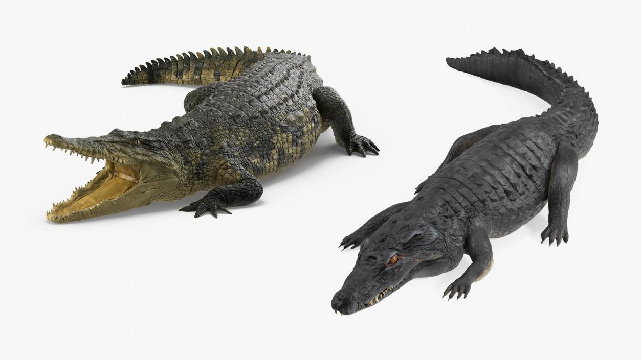 3D Rigged Crocodiles Collection model