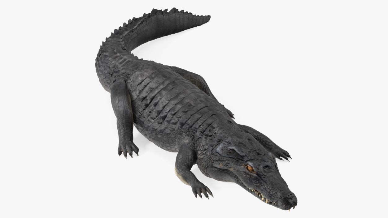 3D Rigged Crocodiles Collection model