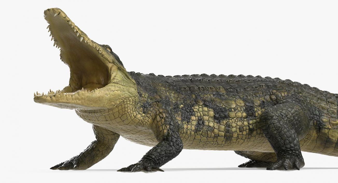 3D Rigged Crocodiles Collection model