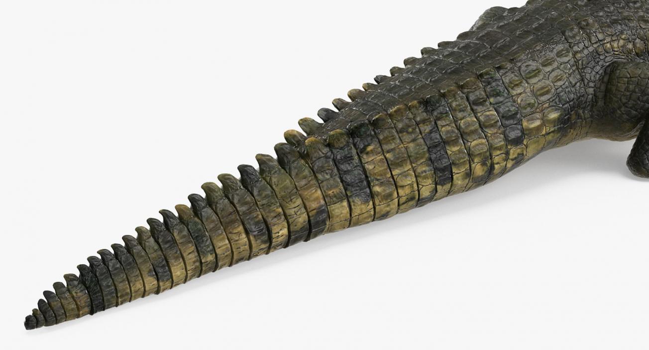 3D Rigged Crocodiles Collection model