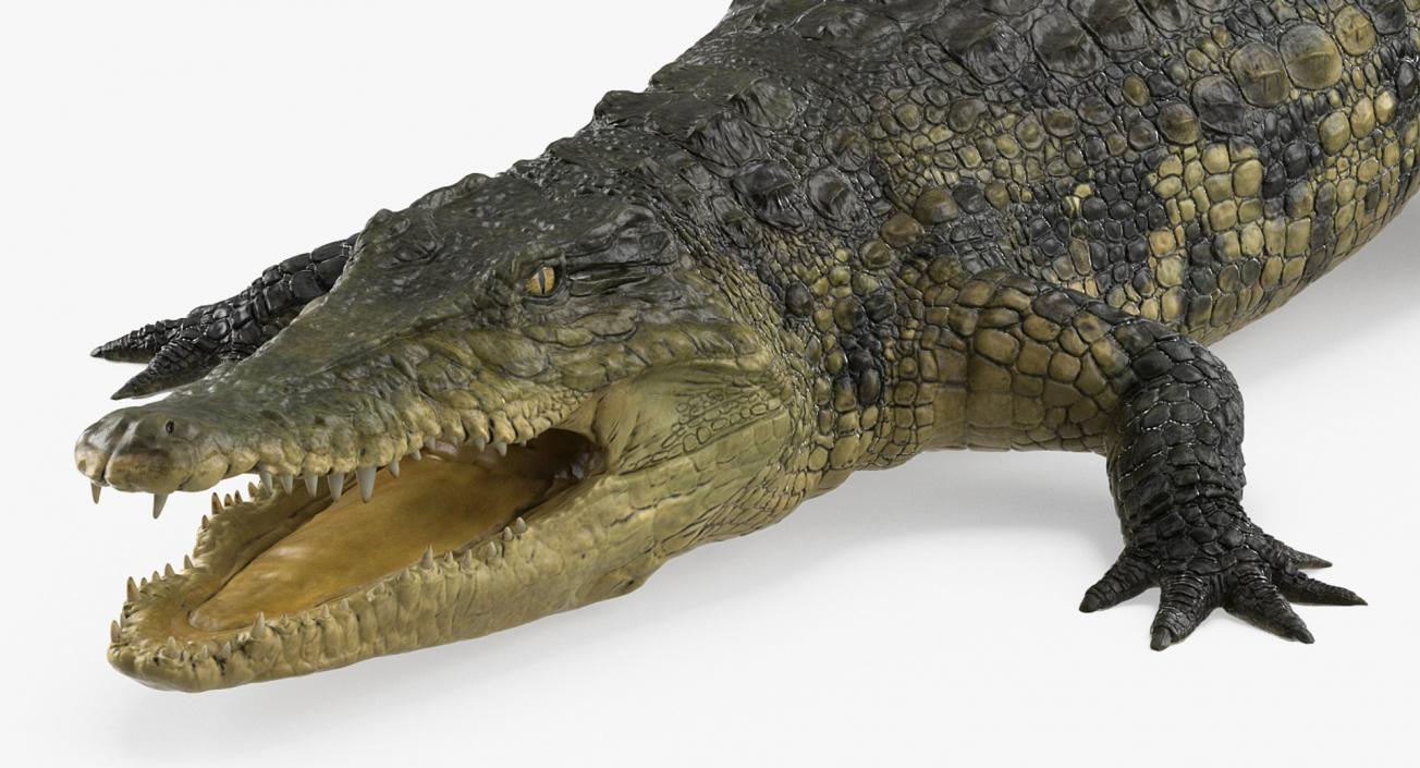 3D Rigged Crocodiles Collection model