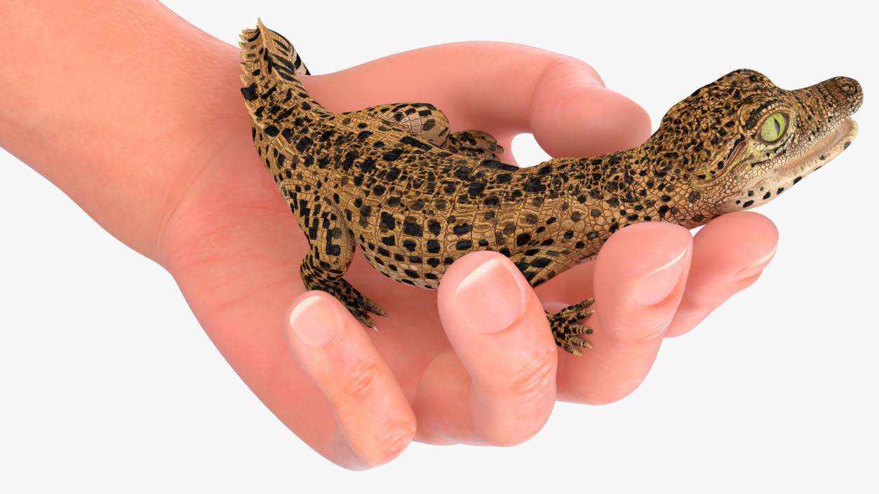 3D Baby Crocodile Man Hand model