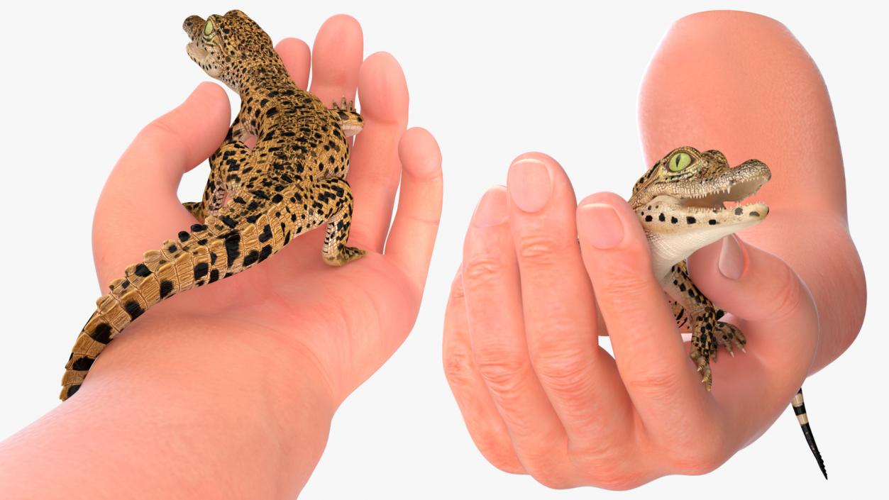 3D Baby Crocodile Man Hand model