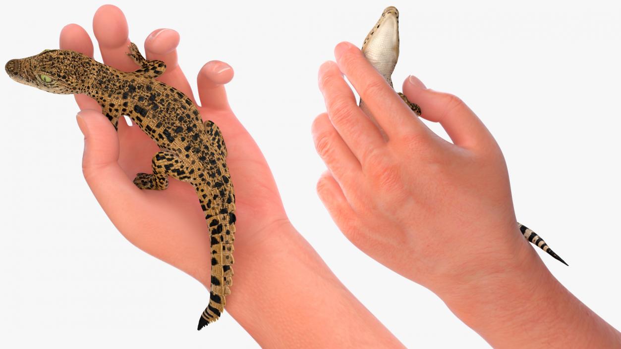 3D Baby Crocodile Man Hand model