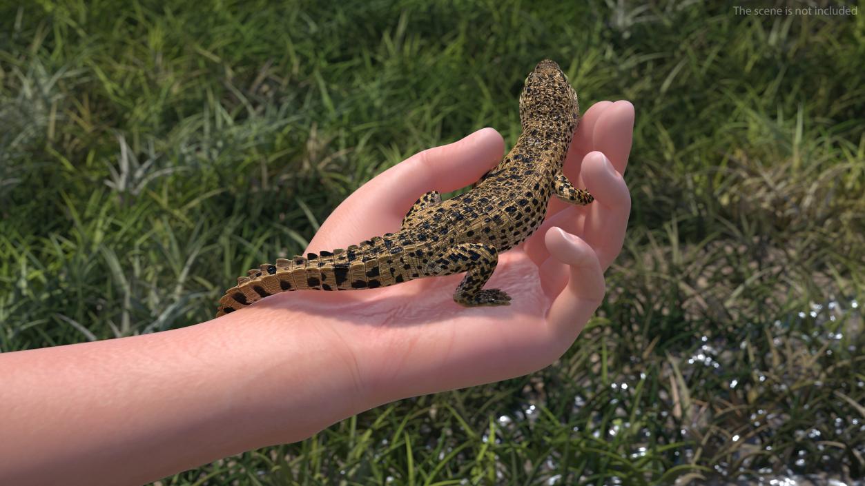 3D Baby Crocodile Man Hand model