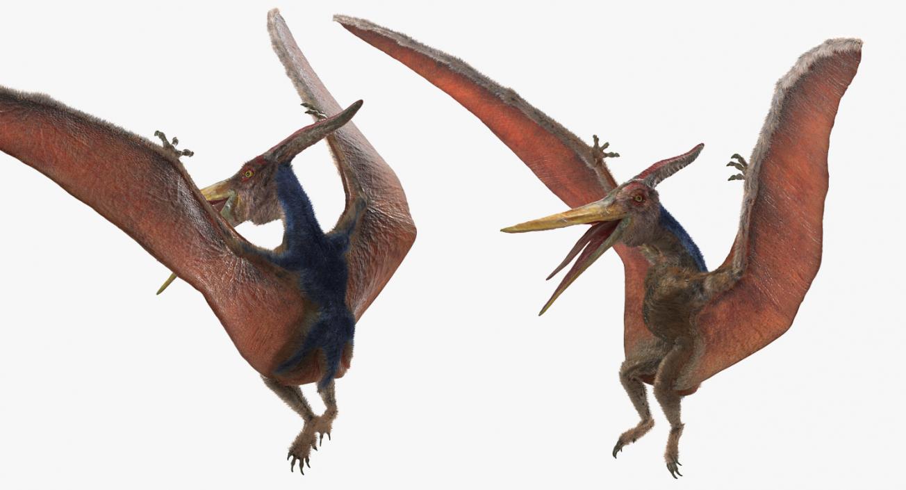 3D Pteranodon Rigged with Fur