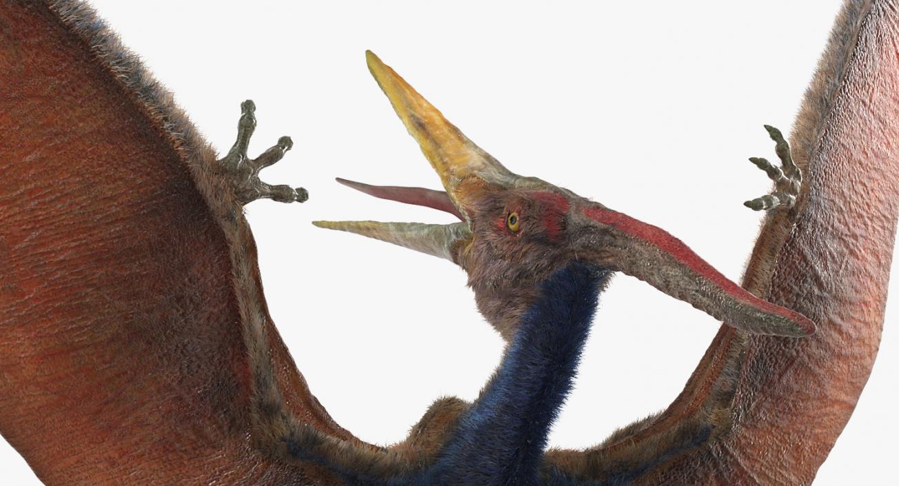 3D Pteranodon Rigged with Fur