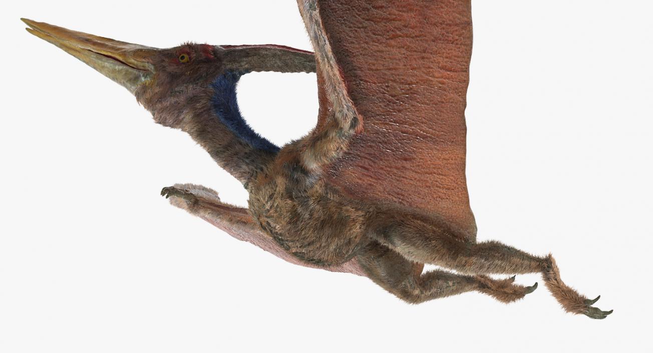 3D Pteranodon Rigged with Fur