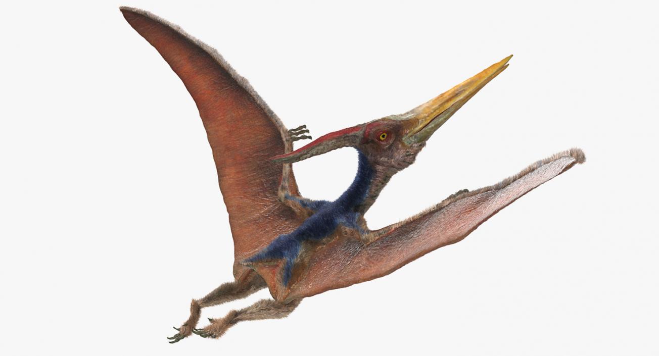 3D Pteranodon Rigged with Fur