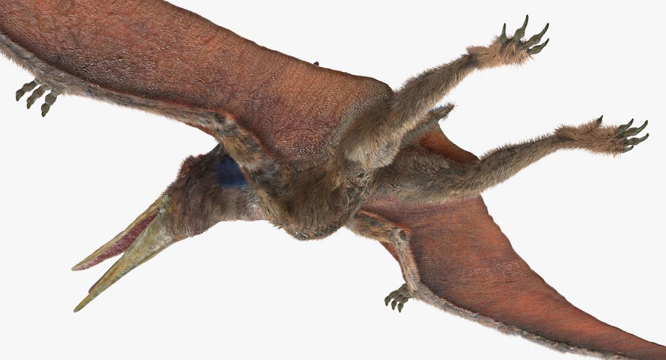 3D Pteranodon Rigged with Fur