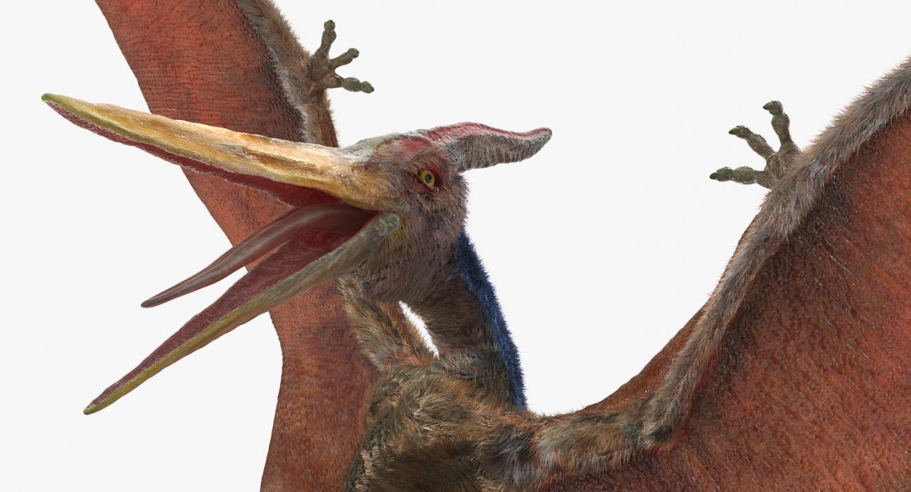 3D Pteranodon Rigged with Fur