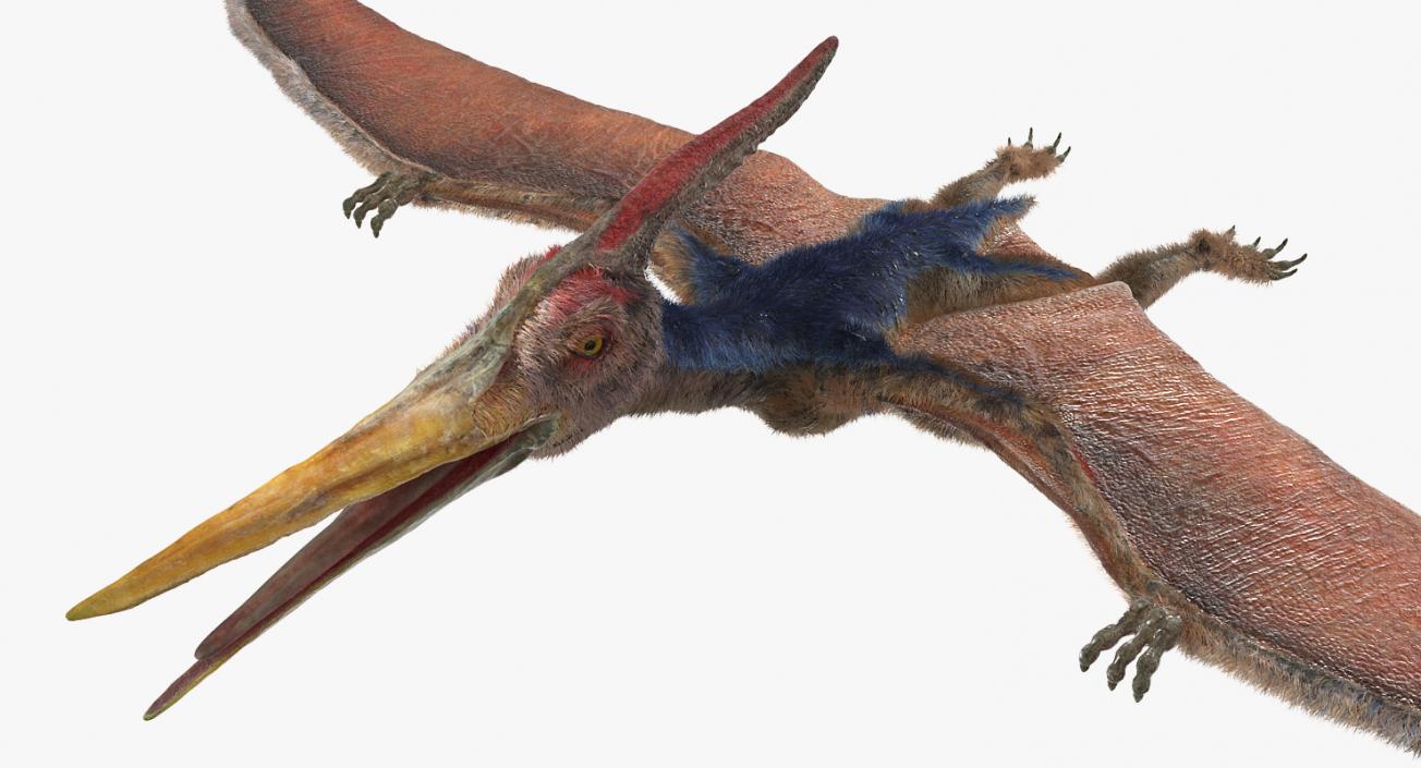 3D Pteranodon Rigged with Fur